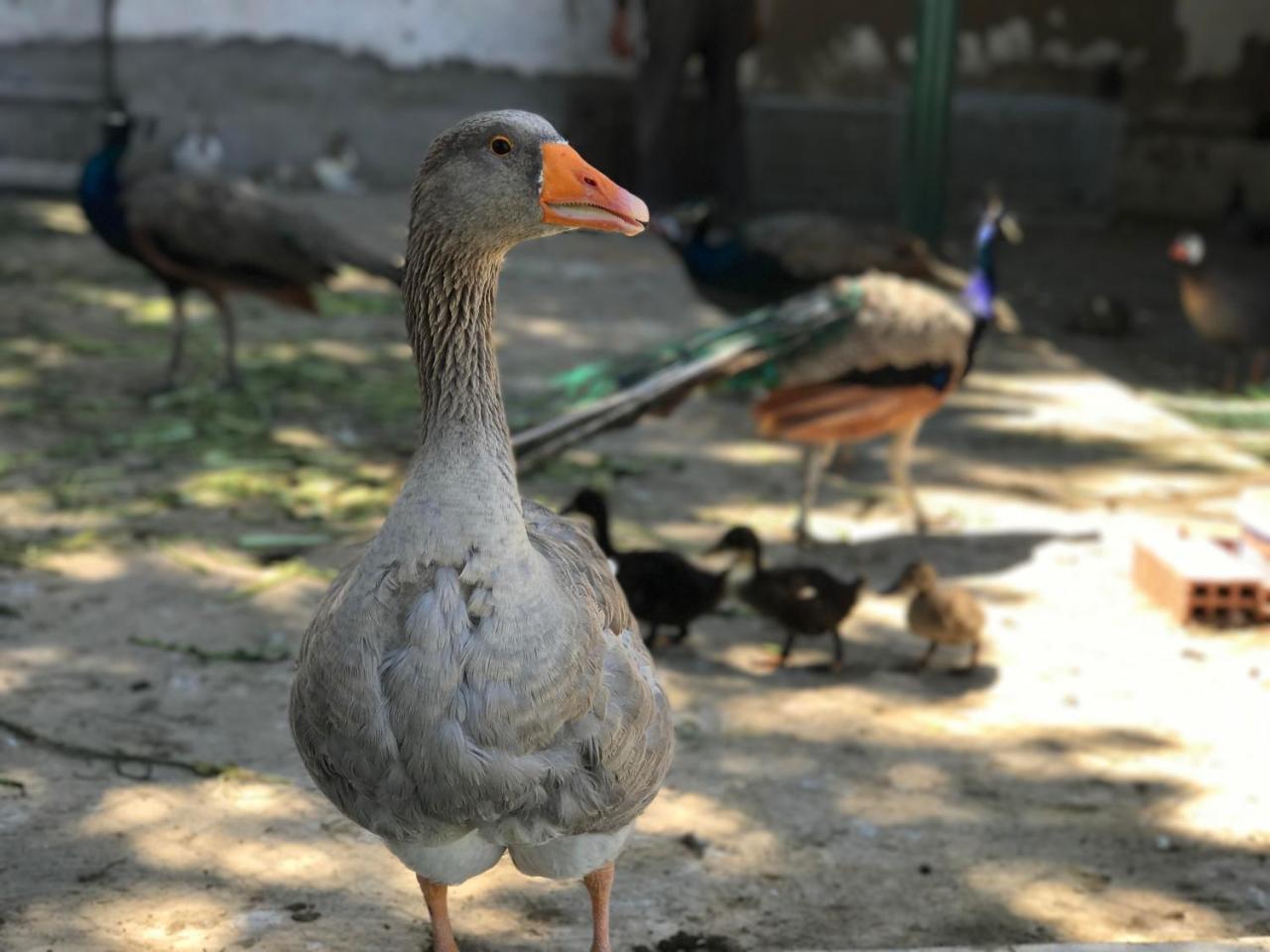 Residence Nardina Golden El Malaliyine Dış mekan fotoğraf
